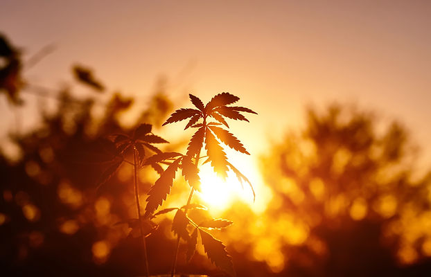 Hemp plant with sun in background by Pro Stock Professional.jpg
