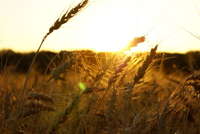 Image of Kansas wheat field by Brian McGuirk