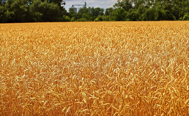 Image of wheat ready to be harvested. Image by Susan Thompson via flickr