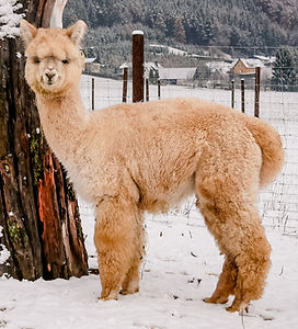 20211127124455 (1)_edited.jpg