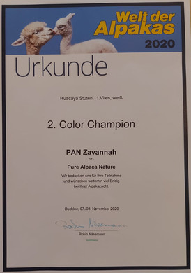 2. Color Champion weiß