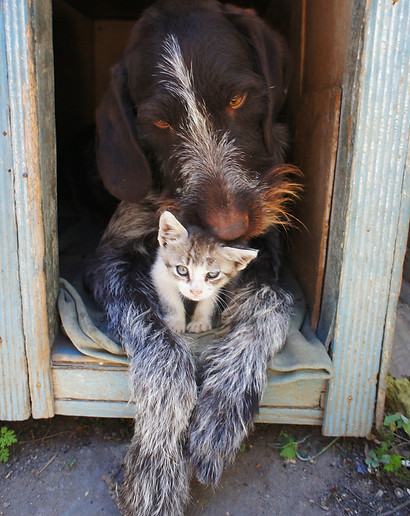 dog-and-cat-211503_1920.jpg