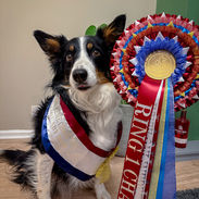 border collie modelling online pet show rosettes