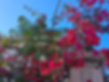 aroma.jpg