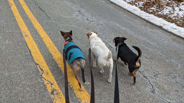 Dog Walking
