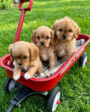 Cavapoo