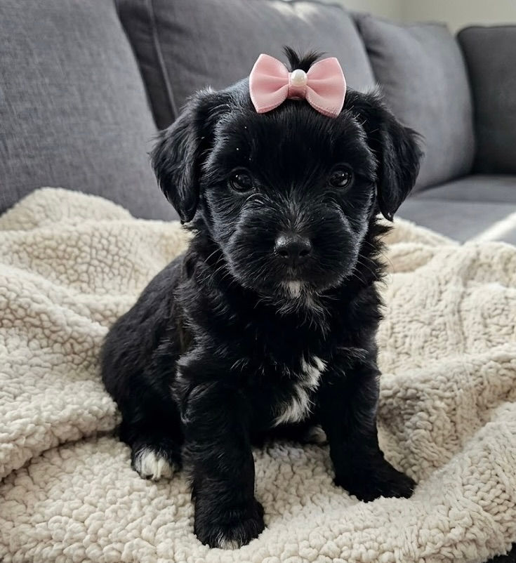 Female F1B Whoodle $1495