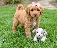 mini goldendoodle