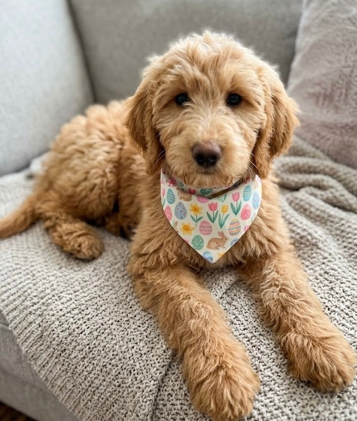 Male F1B Mini Labradoodle $1650