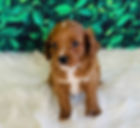 MALE CAVAPOO $1650