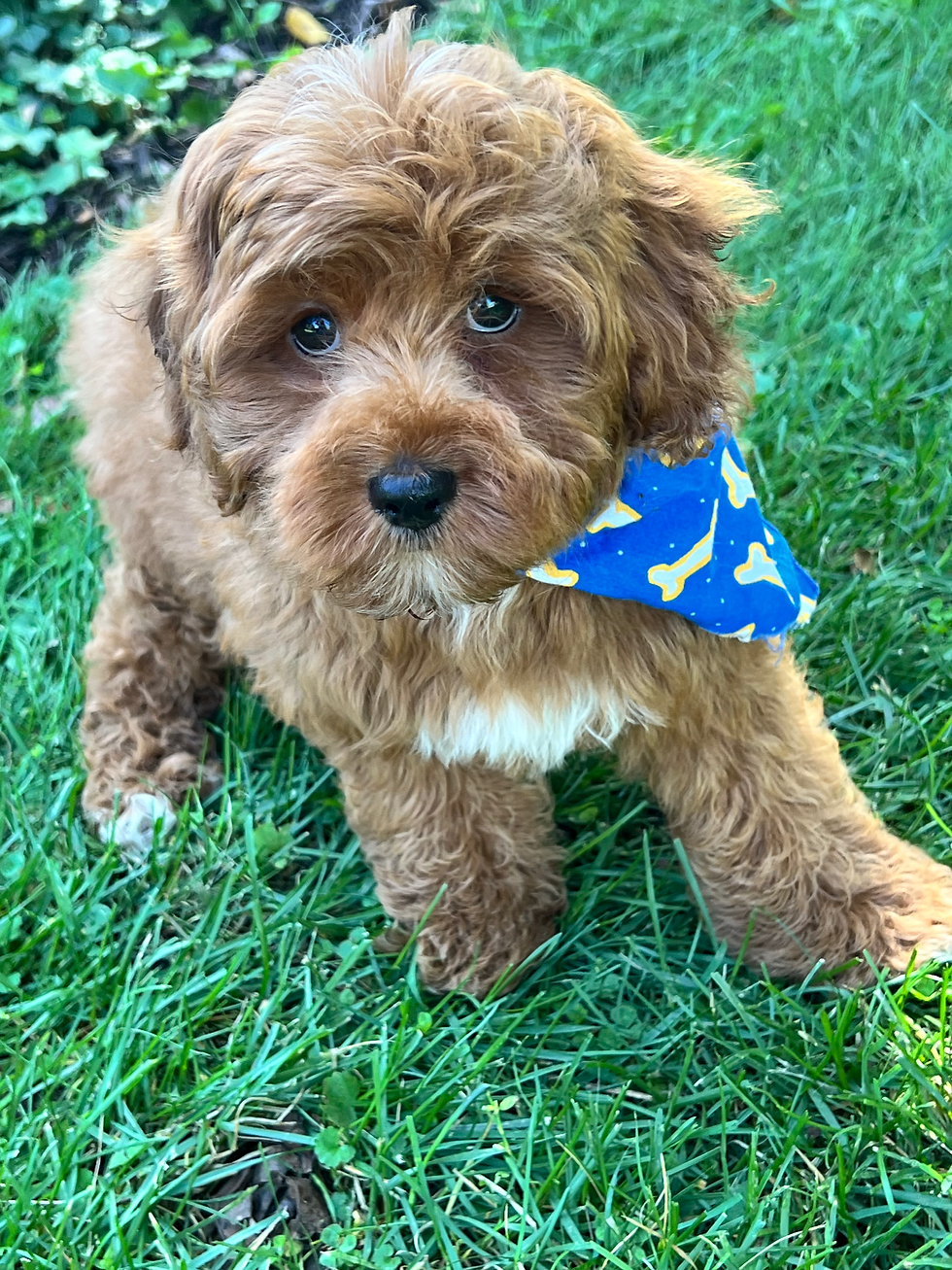 Male F1B Cockapoo $1450