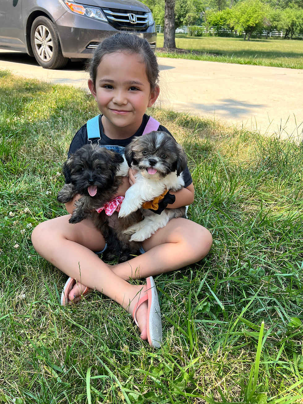 Peekapoo and Shih Tzu Elmwood Park, IL