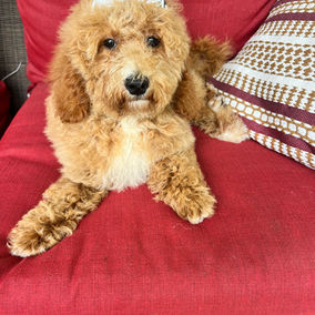 mini goldendoodle