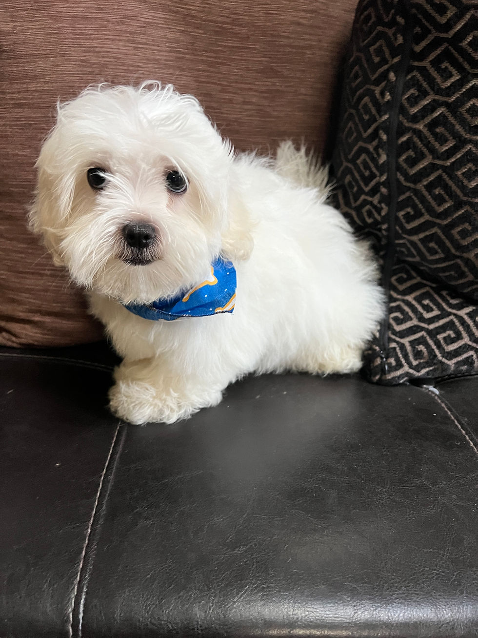 Male Maltese $1650