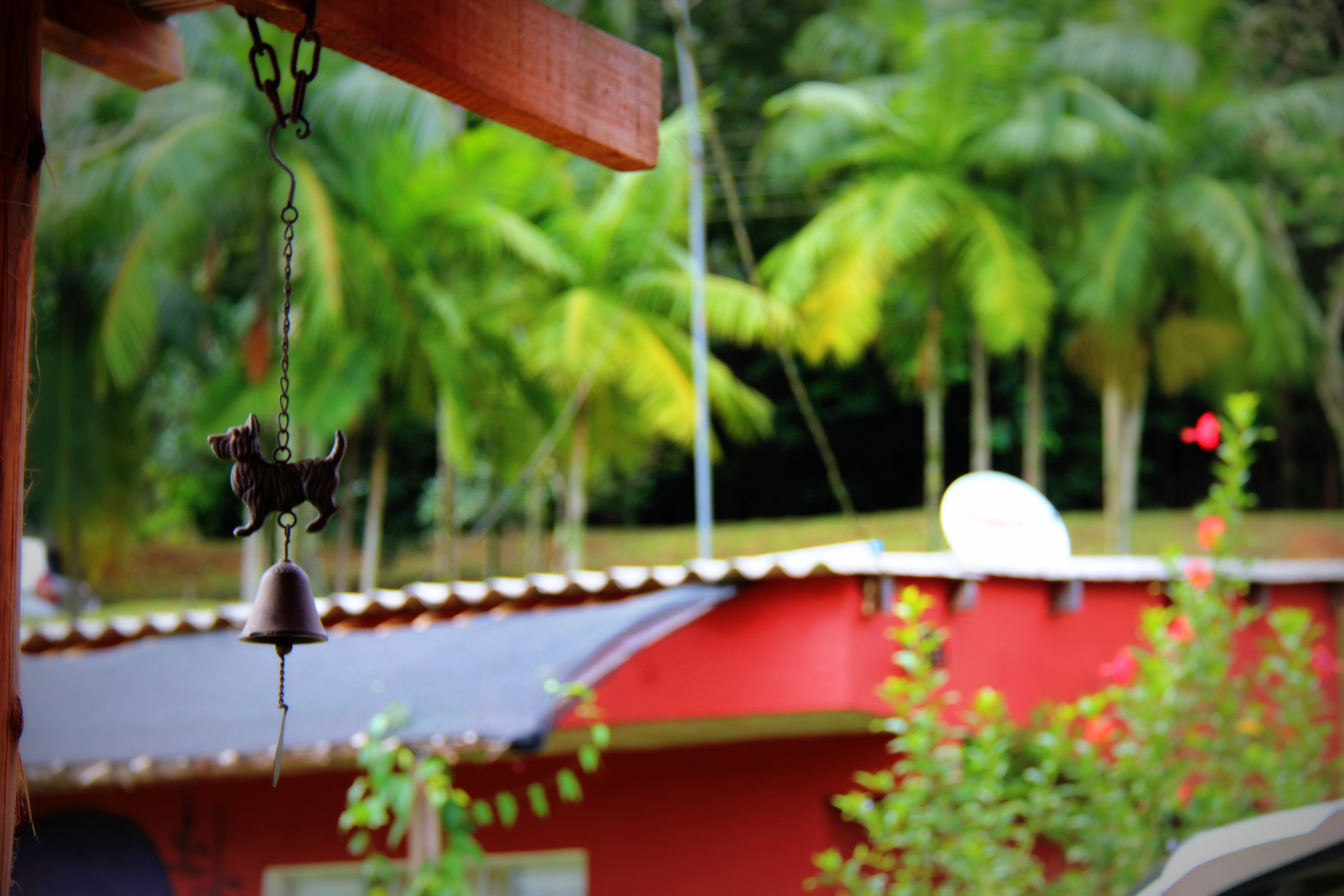 35 Excited Pousada Ilhabela Que Aceita Cachorro Photo 4K - cão