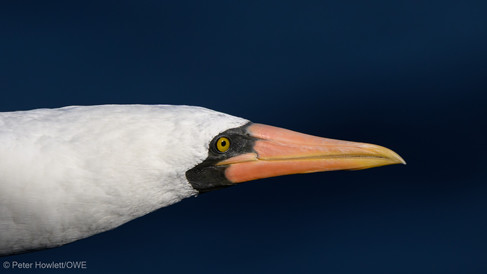 Nazca Booby