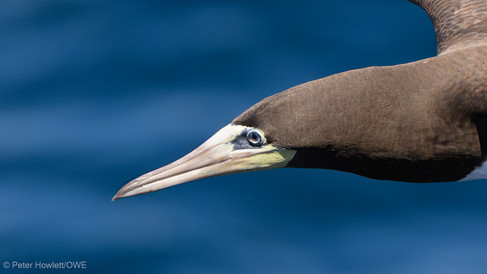 Brown Booby
