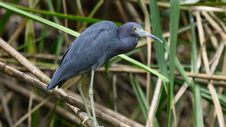 Little Blue Heron