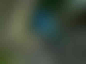 White-necked Jacobin