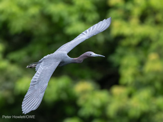 Little Blue Heron