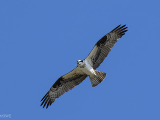 Osprey