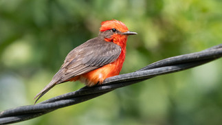 Normal male Vermillion Flycatcher (Jeff Clarke)
