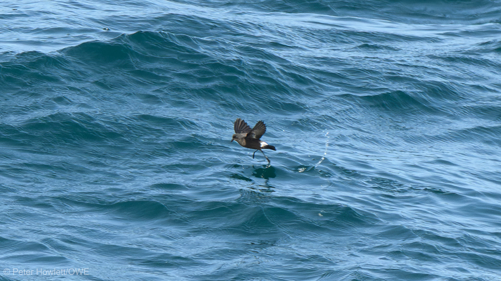 European Storm-Petrel