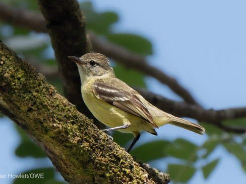 Southern Beardless Tyrannulet