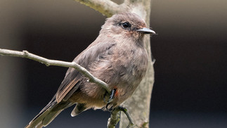 Brown Peruvian form of Vermillion Flycatcher (Jeff Clarke)