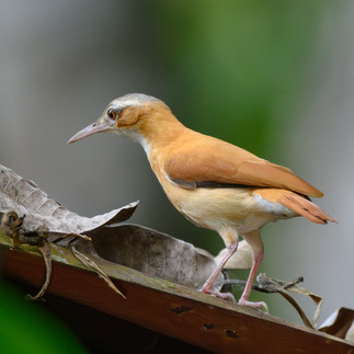 Caribbean Hornero