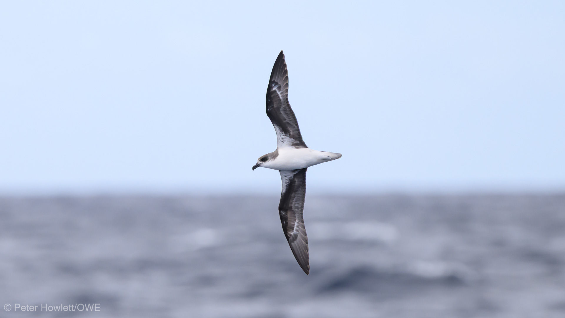 Desertas Petrel