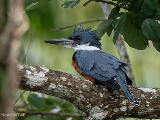 Ringed Kingfisher