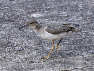 Spotted Sandpiper