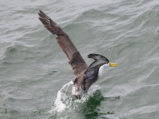 Waved Albatross