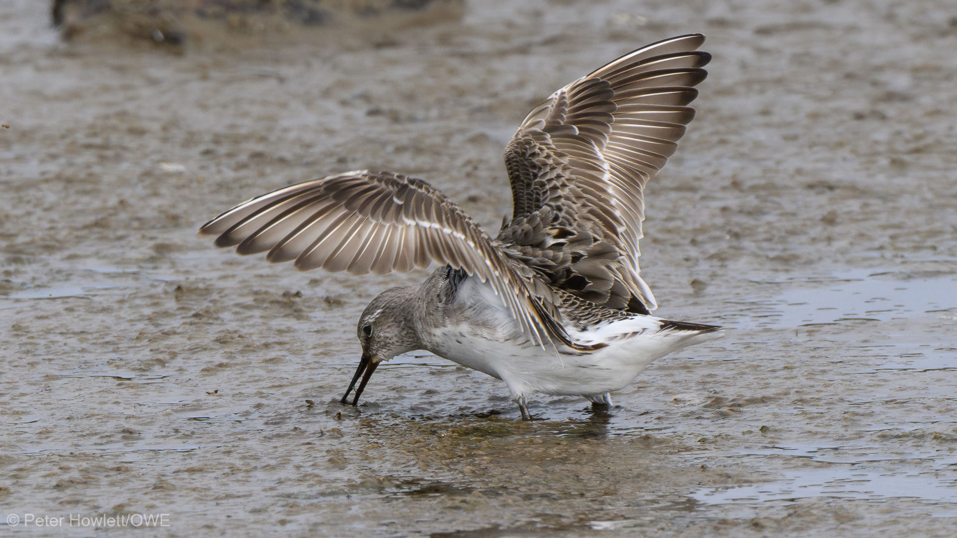 White-rumped Sandpiper