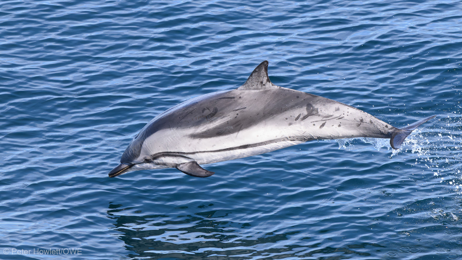 Striped Dolphin