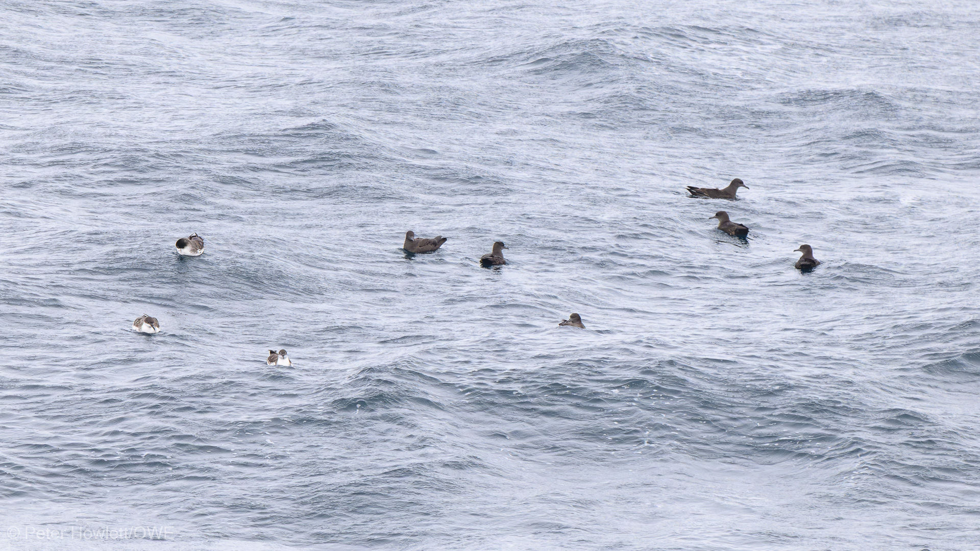 Sooty and Great Shearwaters