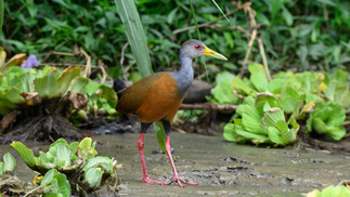 Grey-cowled Wood Rail