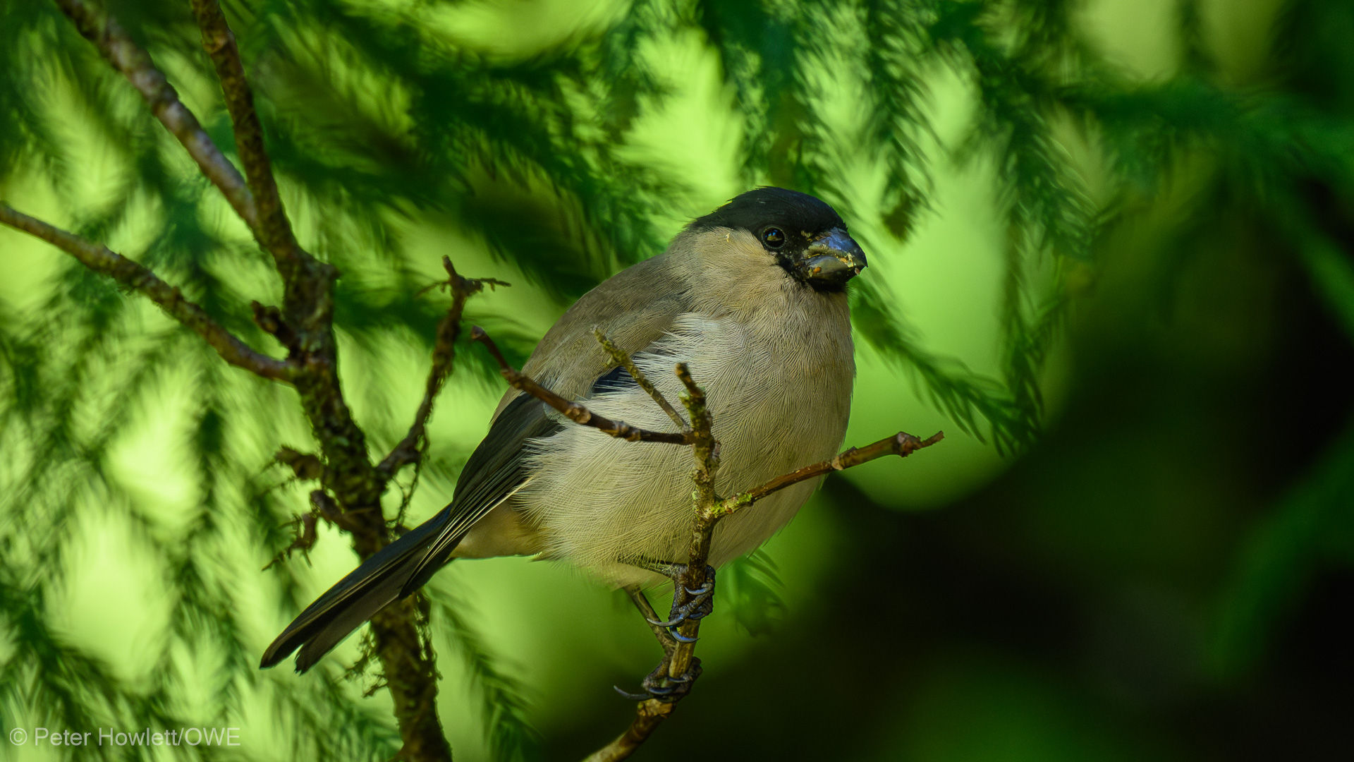 Azores Bullfinch