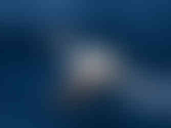 Nazca Booby moving a fish around to swallow it head first