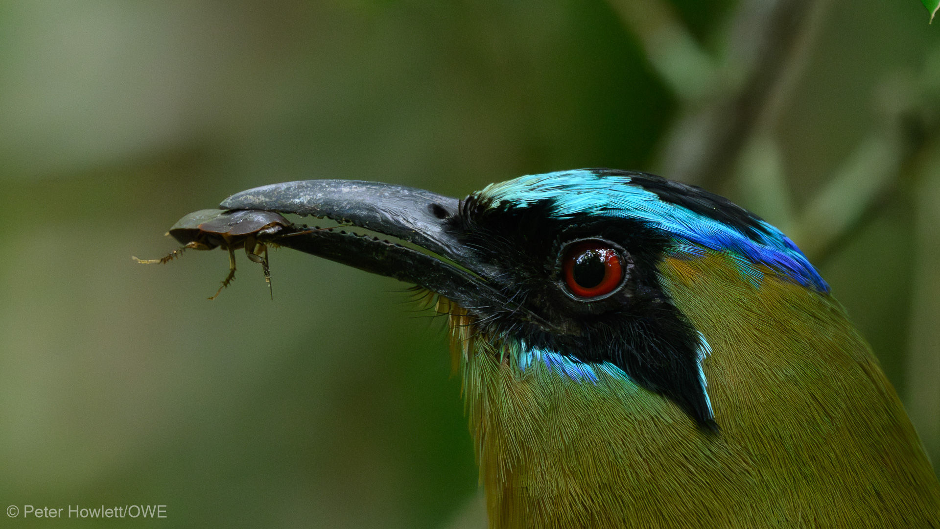 Whooping Motmot