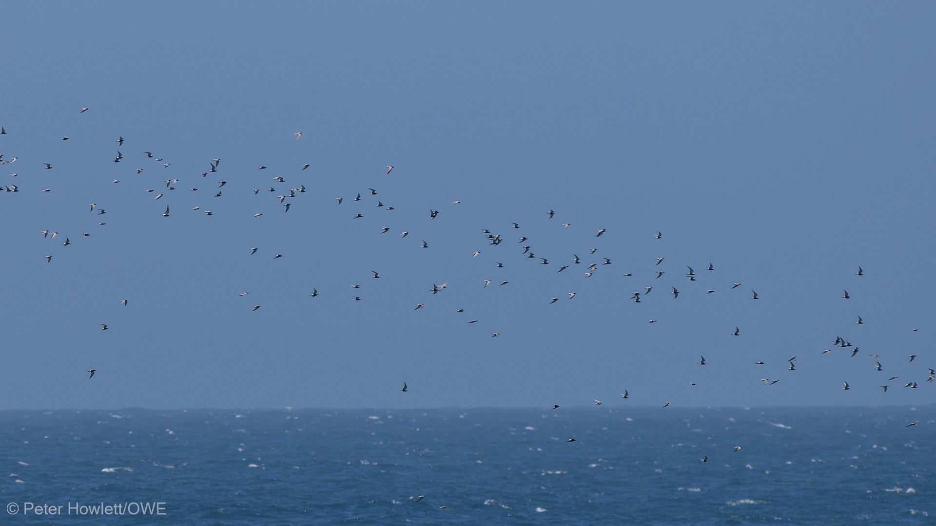 Black Tern flock