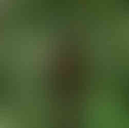 Northern Barred Woodcreeper