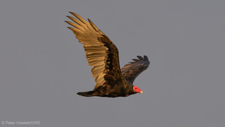 Turkey Vulture