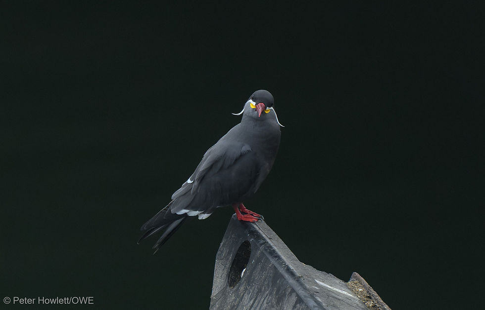 S2603 Exploration of South America and the Antarctic - Leg 4 Callao, Peru-St John's Antigua