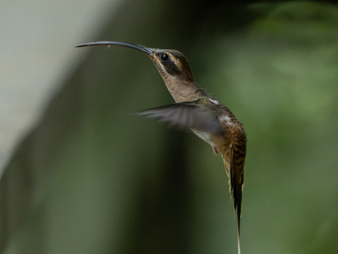 Long-billed Hermit
