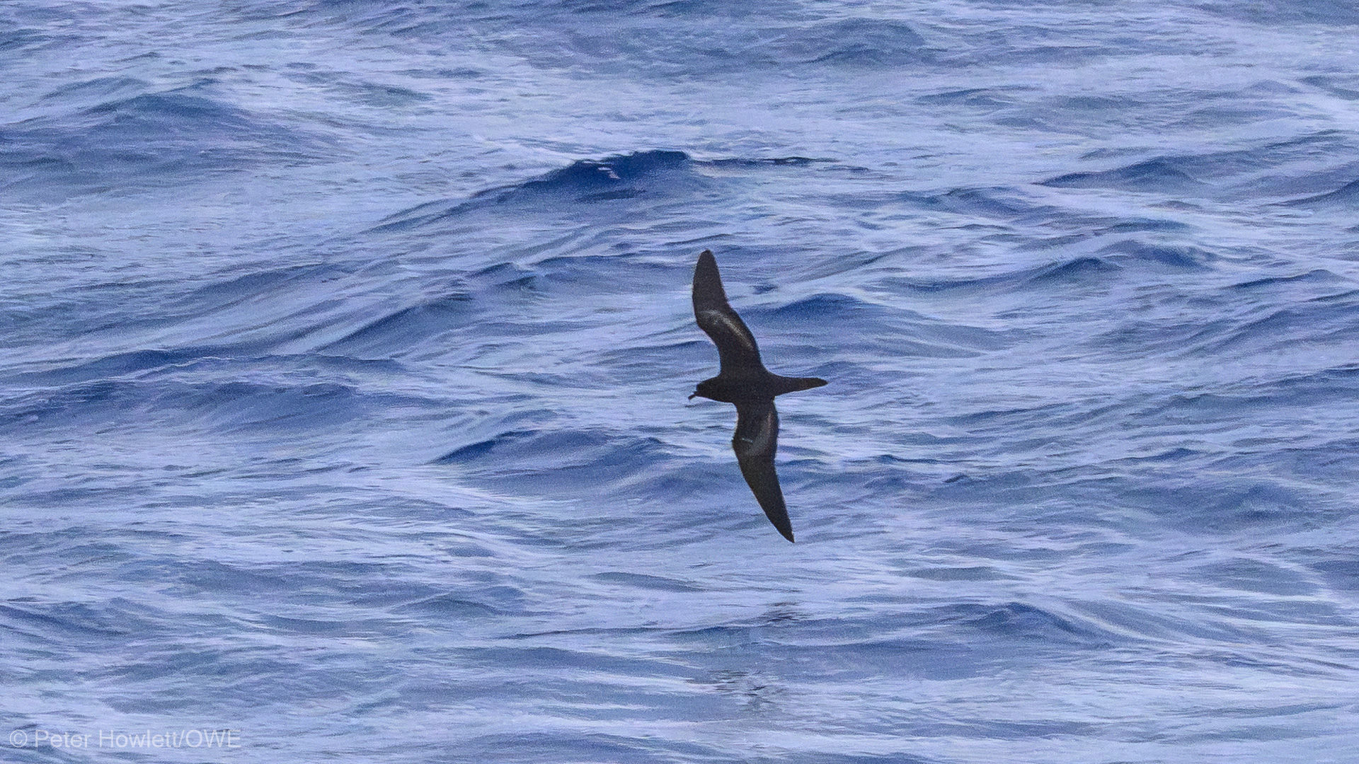 Bulwer's Petrel