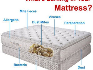 EFC Cleaning|Home Cleaning Service Sydney|BED BUGS