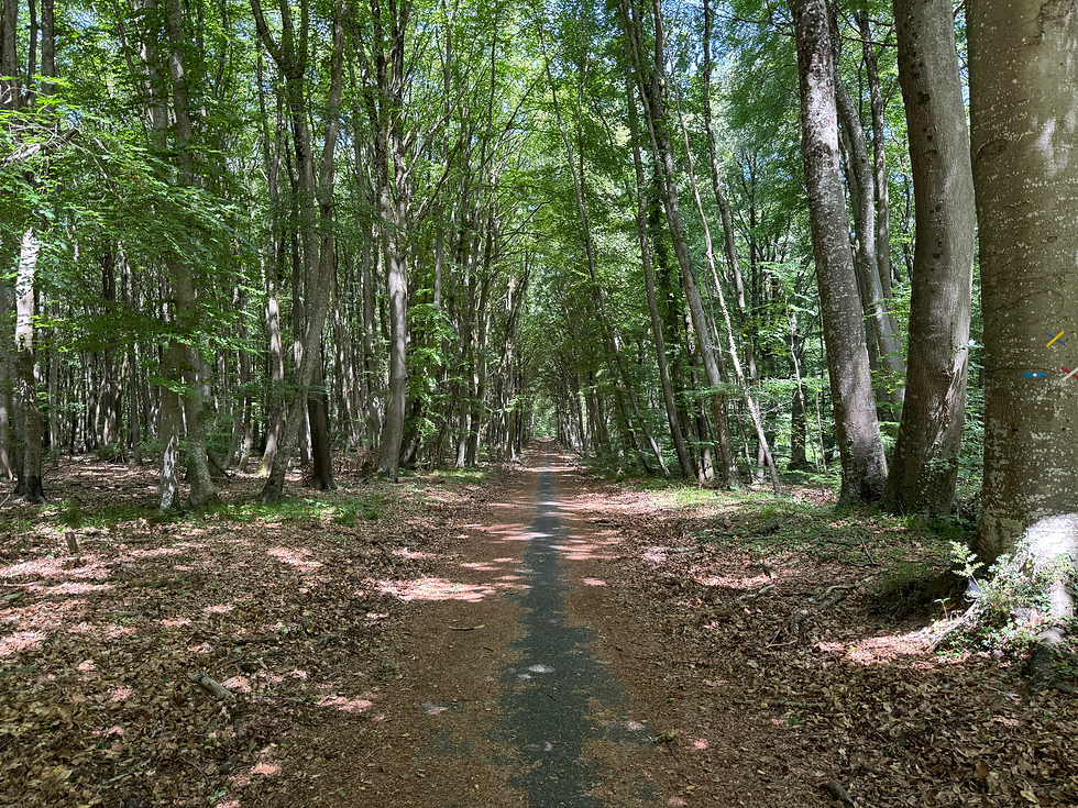 Piste cyclable dans la forêt de Fontainebleau