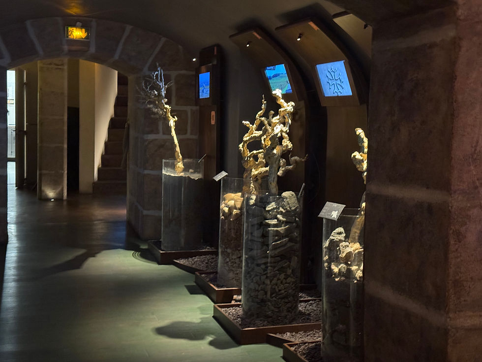 Salle des cépages et des sols aux Caves du Louvre